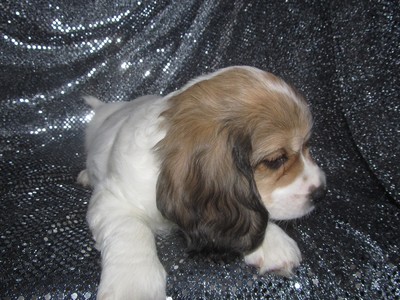 Male cavachon Puppy for sale #39 Ready December 2012|Shipping to Philadelphia PA only $150|PHL